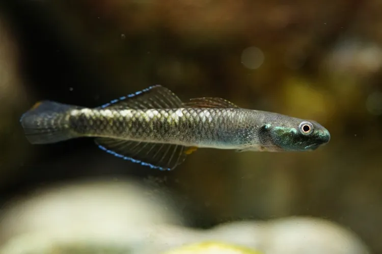 青蜂枝牙鰕虎雄魚。中山大學提供