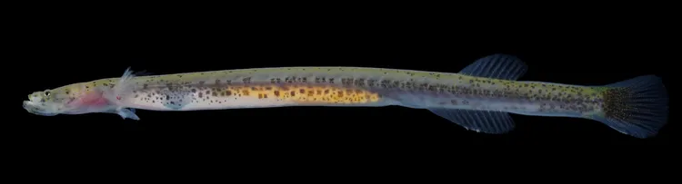 新種臺灣竿鰕虎。中山大學提供