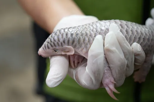 萌！小穿山甲迎滿月　動物園開放網路投票命名