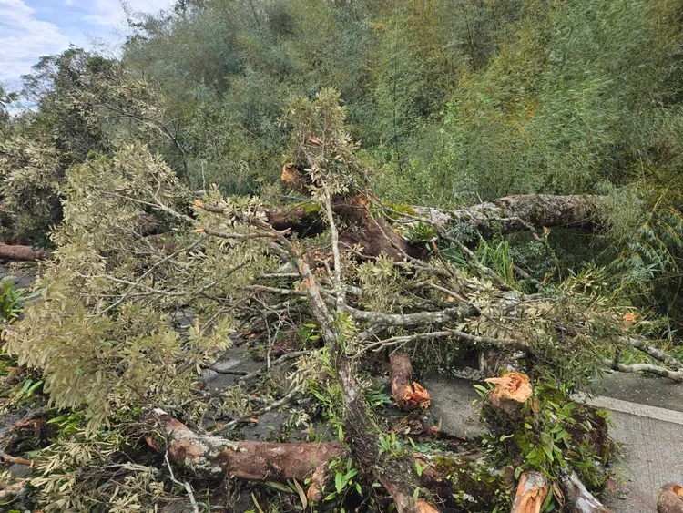 赤柯神木倒了斷了好幾節。李光濱攝