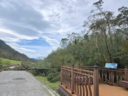 怪台康芮摧毁金针花田 500年赤柯神木不敌强风也倒了