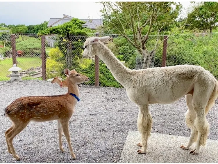 宜蘭綠舞園區內有羊駝、梅花鹿等動物可互動體驗。莊偉祺攝