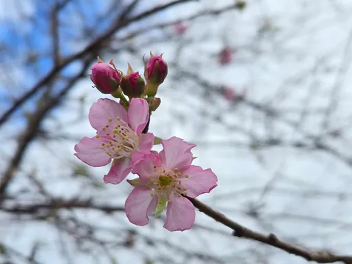 挺過康芮颱風肆虐　驚喜！花蓮赤科山櫻花林竟提早3個月開花