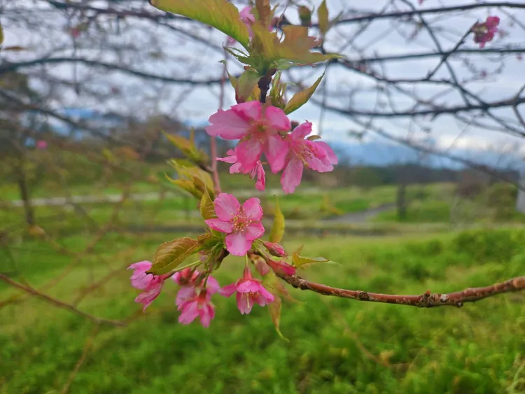 赤科山躲過風災的櫻花林櫻花提早綻放囉。李光濱攝