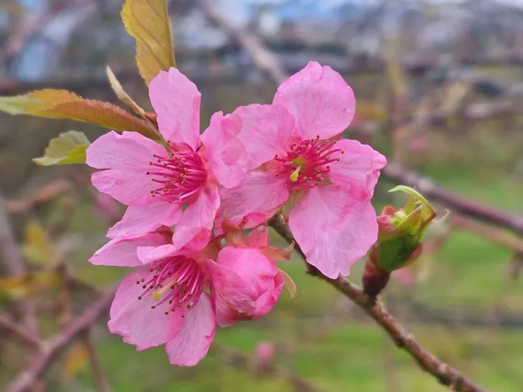 赤科山往年一月才開的河津櫻，居然提早在11月底開花了。李光濱攝