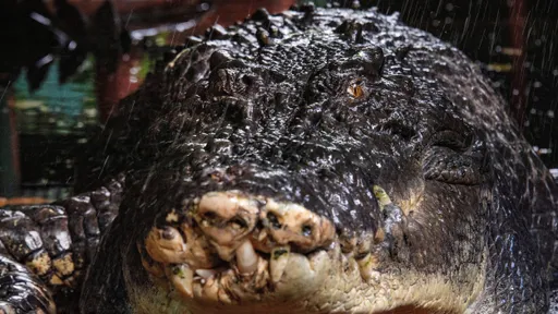 活了2輩子！世界最大圈養「鱷魚阿公」澳洲逝世　超過110歲