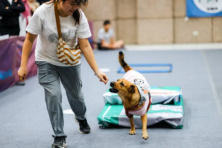 參賽毛小孩選手。動保處提供