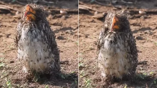 犀鳥侵門踏戶被螞蟻爬滿全身 故意的!驚人場面給牠這些好處