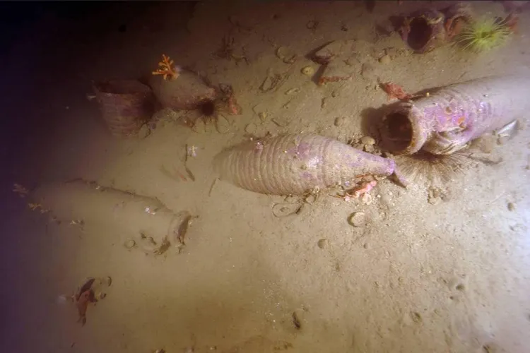 羅馬時代的陶罐沉在海底，從未被發現。《邁阿密先鋒報》