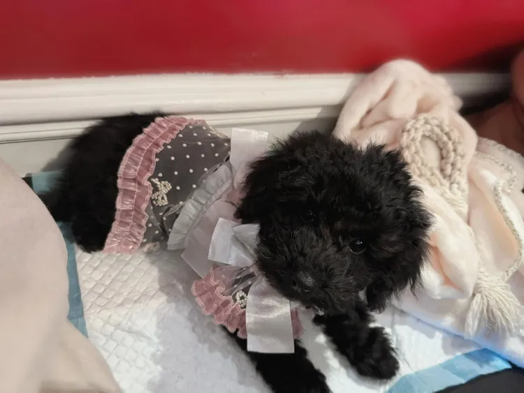 談詩玲領養３個月大的黑貴賓。翻攝談詩玲臉書