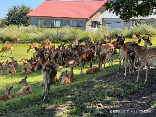 家長沒責任?女兒餵鹿被撞倒受傷 景區賠醫藥費又停業30天