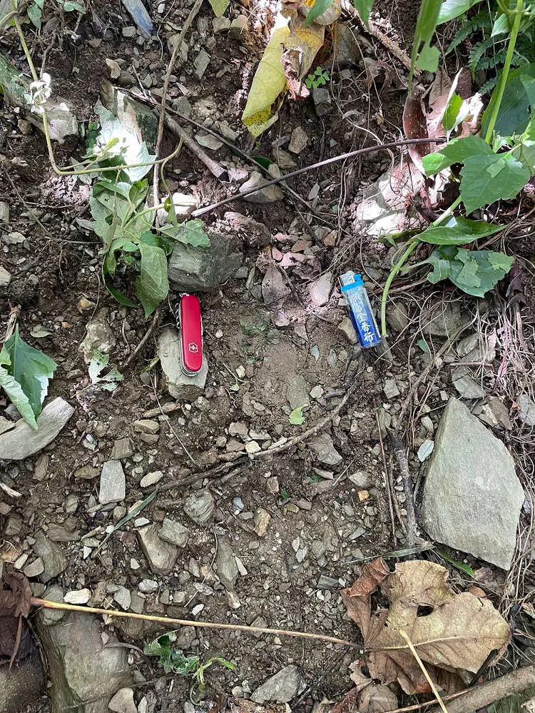 發現黑熊腳印。林業及自然保育署花蓮分署提供