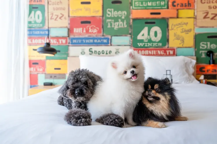 INtopia寵物友善住宿揪團套票組合。業者提供