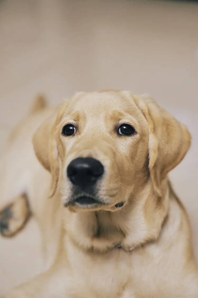 導盲犬作為視障者的另一雙眼睛，不僅肩負引導的責任，更提供心靈的支持