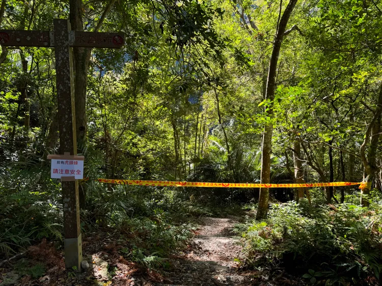泰安溫泉水雲瀑布半個月發生2起虎頭蜂傷人事件。民眾提供