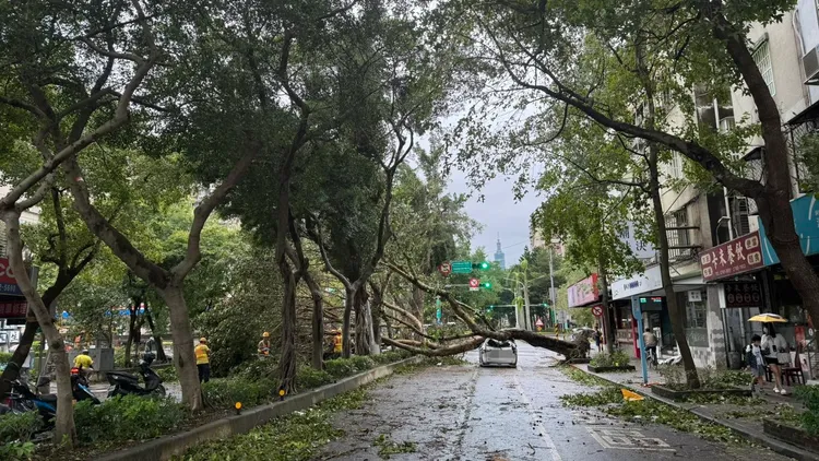 不少路樹難敵強風被連根拔起吹倒。翻攝曾寶儀臉書