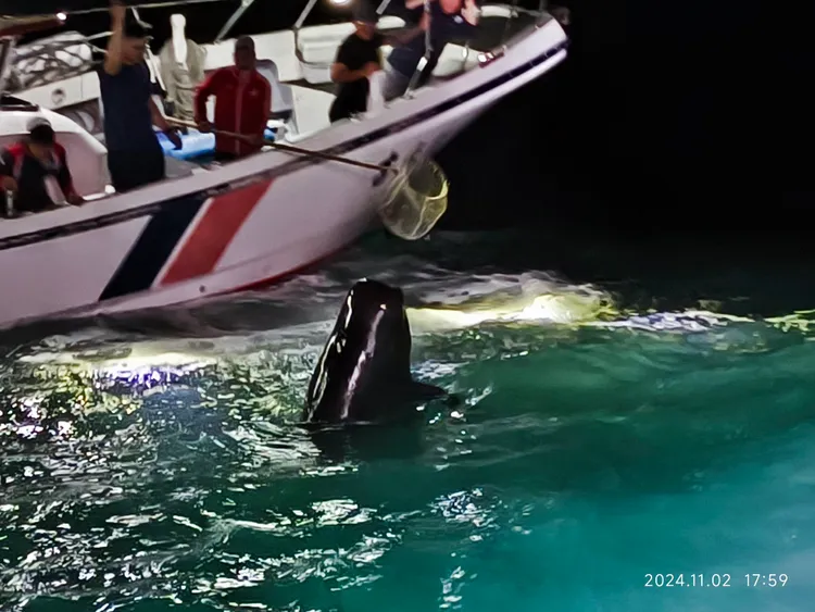 所幸鯨豚自行掙脫網具脫困。翻攝畫面