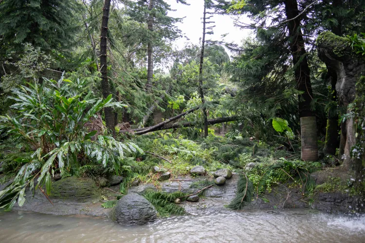 溫帶動物區小貓熊戶外活動場前植栽倒塌。台北市立動物園提供