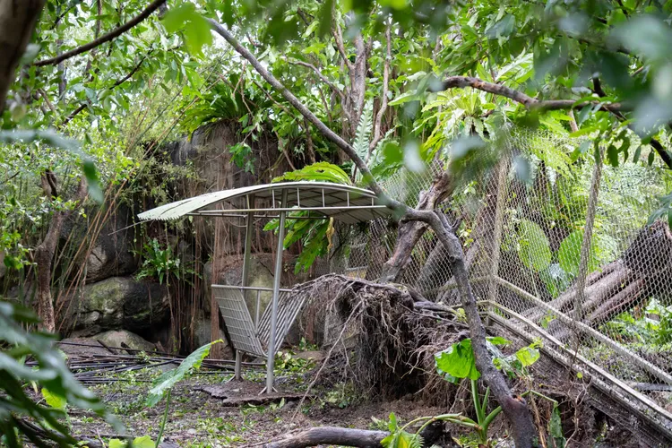 台灣動物區山羌及梅花鹿戶外活動場樹木受強風連根拔起。台北市立動物園提供