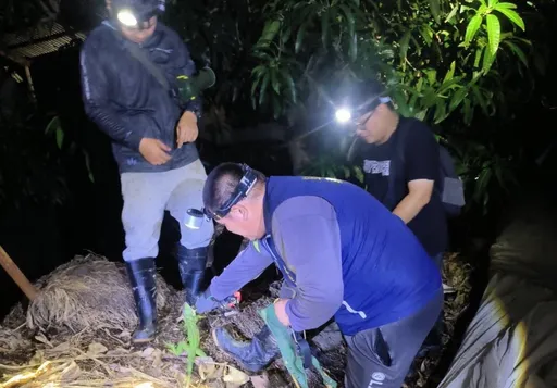 綠鬣蜥啃紅豆、毛豆等幼苗!縣府祭「夜間巡捕」 還可換農特產品