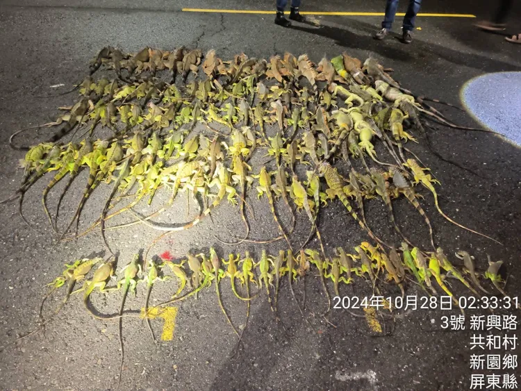 10月28日凌晨於新園鄉夜間巡捕移除129隻綠鬣蜥。縣府提供