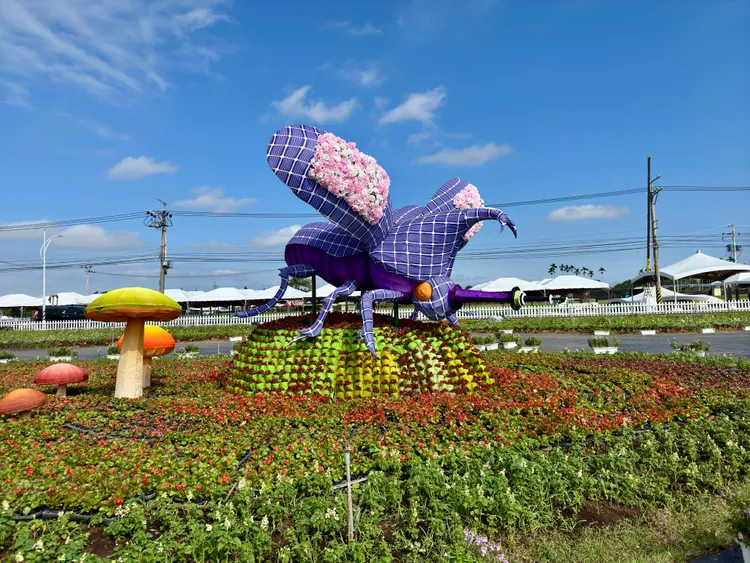 2024新社花海暨台中國際花毯節運用20萬株草花、23種花卉，打造2公頃的「太空花境」展區。江啟臣服務處提供