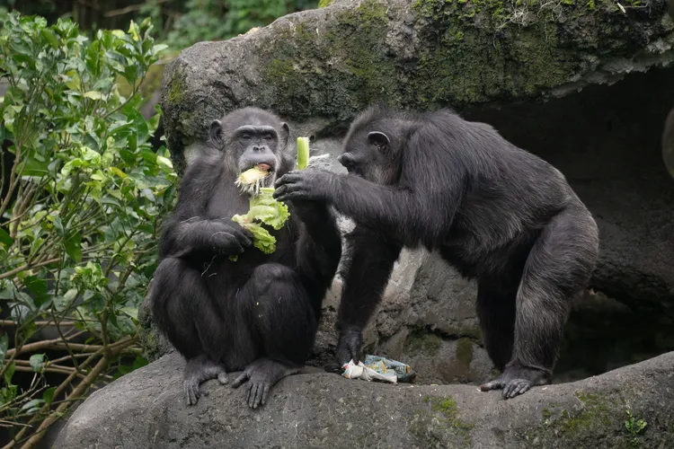 動物園立冬後為動物進補，超萌畫面曝光。台北市立動物園提供