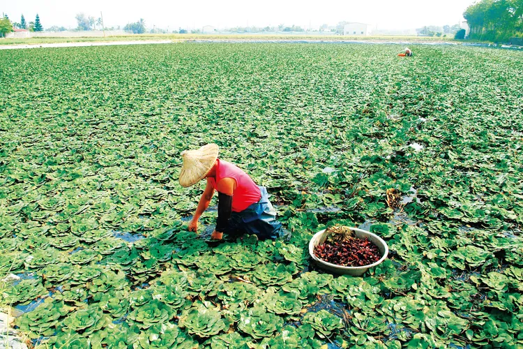 官田菱角田風光。西拉雅風管處提供