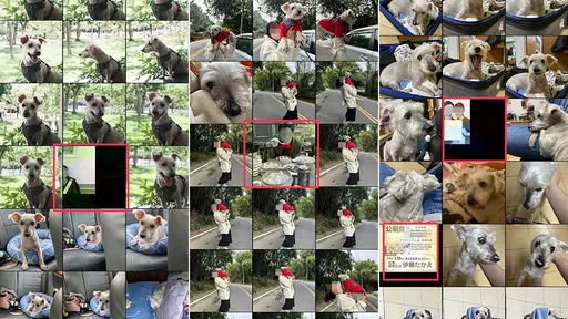 LINE群組相簿驚現「陌生人詭異照」　她緬懷愛犬卻嚇到眼淚都乾掉