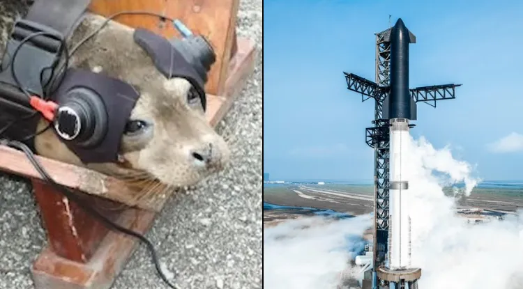 馬斯克在社群平台抱怨，監管部門要求測試火箭噪音，迫使SpaceX「綁架」海豹來測試。翻攝X@ElonMusk