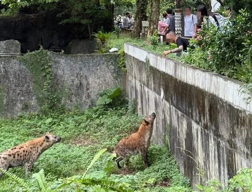 不要命「刺青猴」闖鬣狗區 竟伸手挑釁逗弄!木柵動物園怒回應