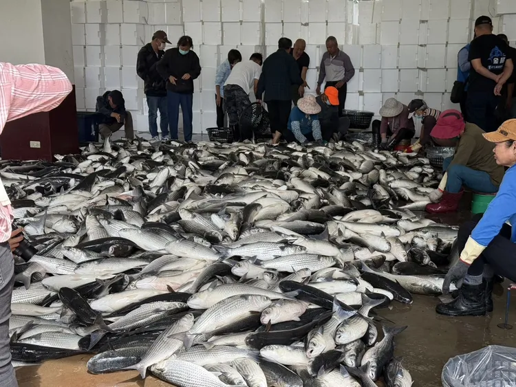 烏魚。新竹縣府提供