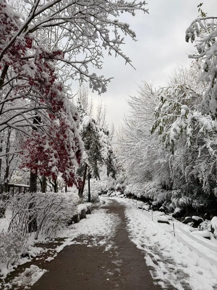 大雪景色。讀者提供