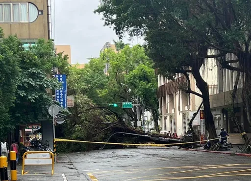 康芮強風吹整夜!北市2千顆路樹倒塌 立院、市議會也成受災戶