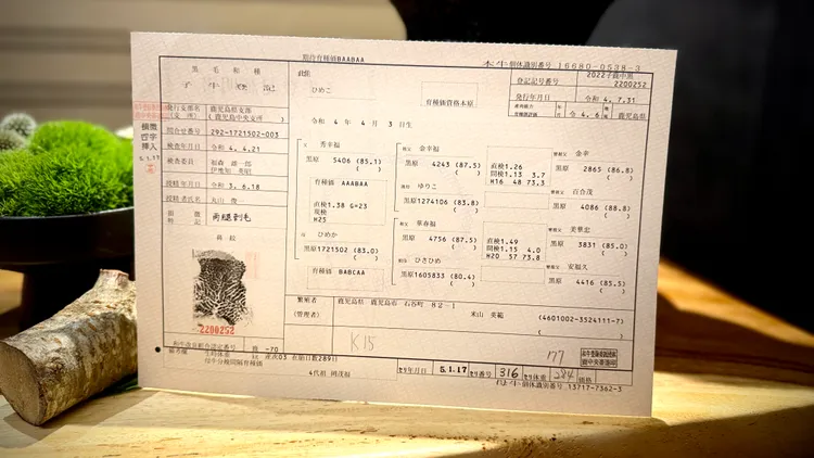 真珠牛血統證書。業者提供