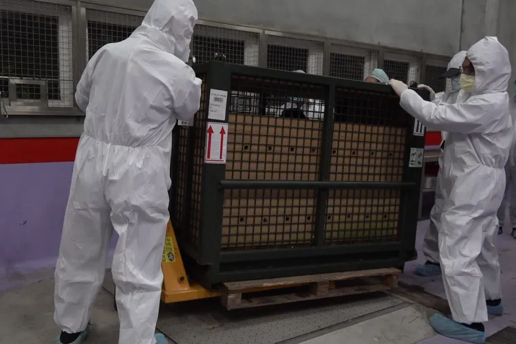 Thabo將進行為期1個月的檢疫期，再移至新居。台北市立動物園提供