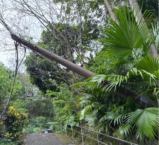 電桿傾倒。桃園區營業處提供
