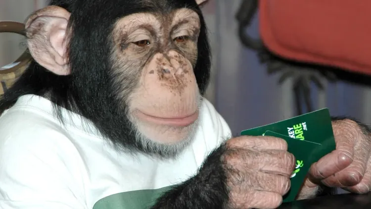 美國衛生研究院將3.7百萬美元（約1億2千萬新台幣）用於研究猴子與賭博的行為。翻攝自《紐約郵報》