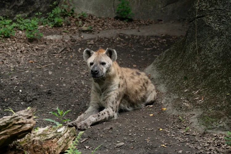 遭餵食、玩弄的斑點鬣狗小乖。台北木柵動物園提供
