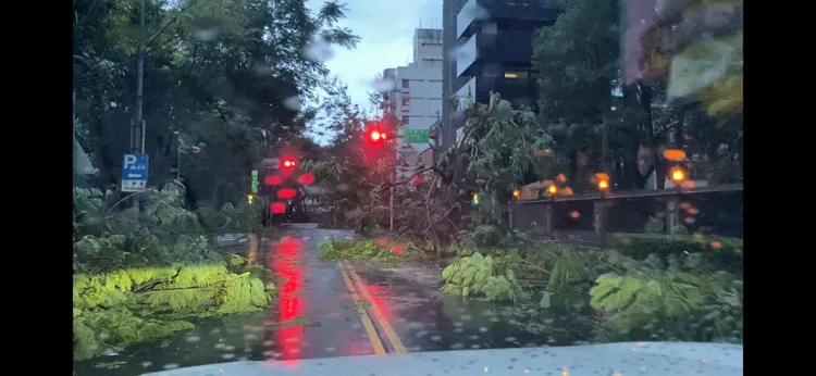 信義區不少路段都有樹木倒在馬路上。翻攝「信義區三兩事」臉書