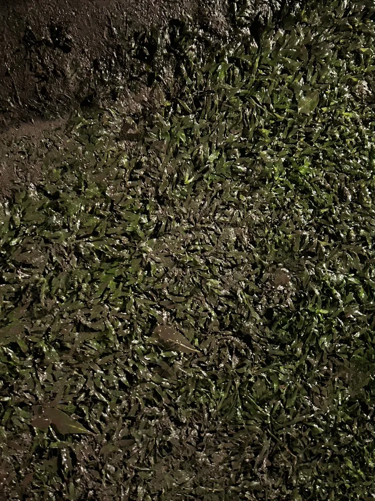 活動主場地大安森林公園滿地泥濘惹議。顏若芳提供