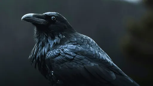 神奇的烏鴉!對人類記仇17年 但若付「保護費」牠會變成你保鑣