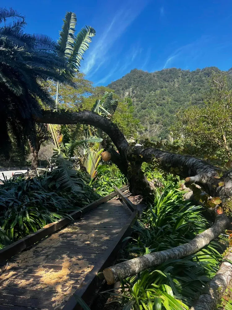 太魯閣晶英酒店木棧道旁樹木倒塌。翻攝太魯閣晶英酒店臉書
