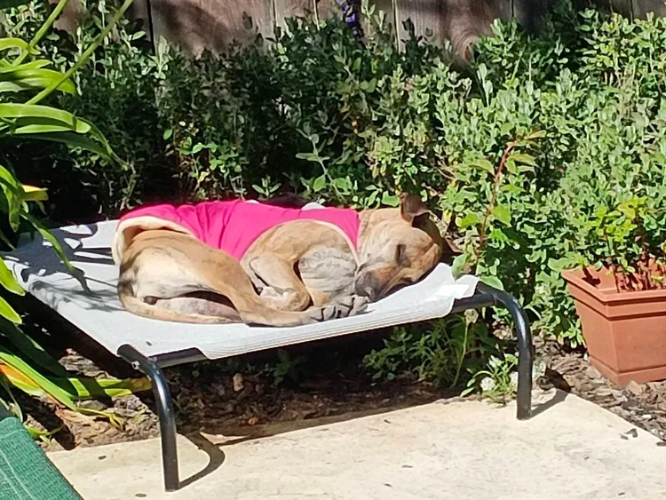 Goldie在美國加州家中庭院安睡。動保處提供
