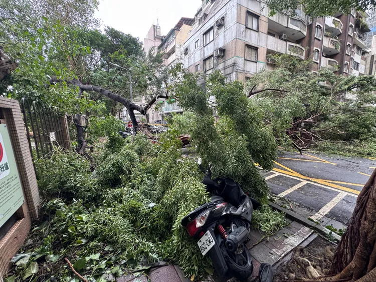 北市南京東路三段282巷路樹傾倒。彭欣偉攝