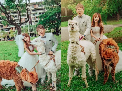 10億身家歌手王宥忻復合「前夫」揪萌獸羊駝拍婚紗照!婚禮地點搶先曝光