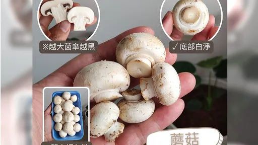 洋菇營養價值高可取代肉類 專業菜販教如何清洗、挑選、保存