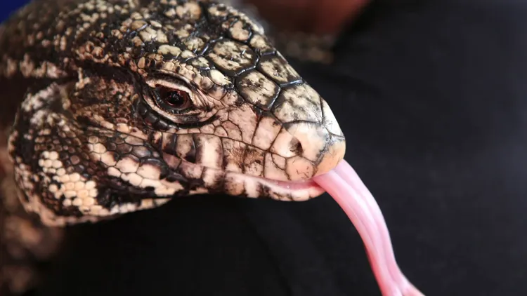 阿根廷黑白泰加蜥可長達120公分。翻攝自《紐約郵報》