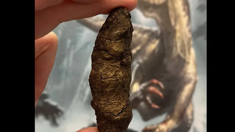 恐龍糞便化石。美聯