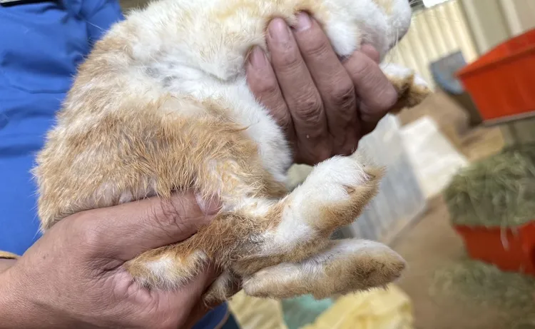 動保處今派員前往埔心牧場稽查。動保處提供